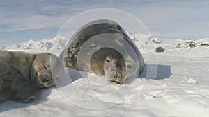 Weddell seal adult mother care baby polar view