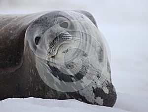 Weddell seal of Antarctica photo