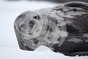 Weddell seal of Antarctica