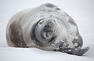 Weddell seal of Antarctica photo