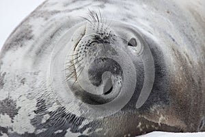 Weddell seal, Antarctica