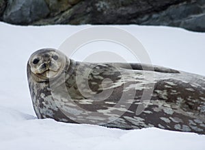 Weddell Seal Antarctica