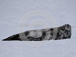 Weddell seal in Antarctica