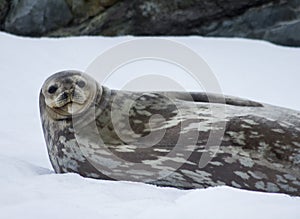 Weddell Seal Antarctica photo