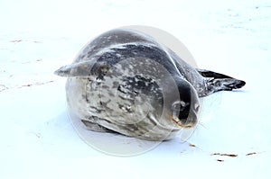 Weddell seal in Atartica