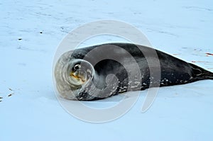 Weddell seal in Atartica