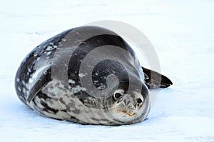 Weddell seal in Atartica