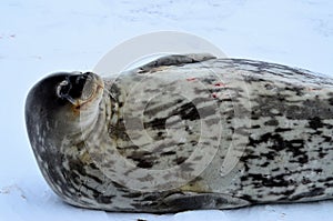 Weddell seal in Atartica