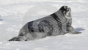 Weddell seal baby photo