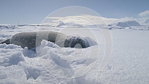 Weddell seal baby lying in snowdrift. Antarctica.