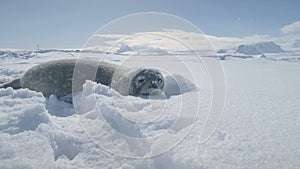 Weddell seal baby lying in snowdrift. Antarctica.