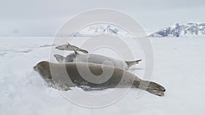 Weddell seal baby play muzzle close-up view