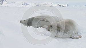 Weddell seal baby play muzzle close-up view