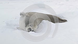 Weddell seal baby play muzzle close-up view