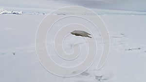 Weddell seal baby play muzzle close-up view