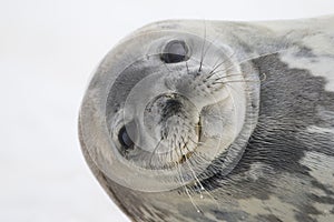 Weddell Seal, Cuverville Island, Antarctica photo
