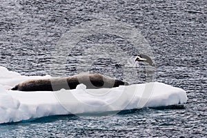 Weddell seal and a Gentoo Penguin photo