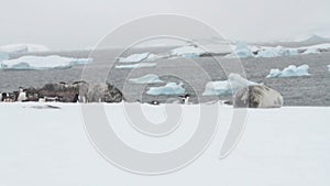 Weddell seal and gentoo penguins in snow