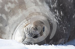 Weddell seal on an iceberg in Antarctic Peninsula