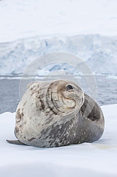 Weddell seal on an iceberg in Antarctic Peninsula