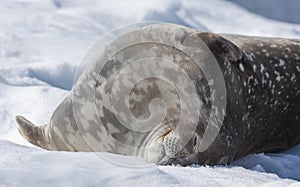 Weddell seal on an iceberg in Antarctic Peninsula