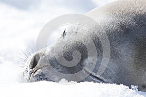 Weddell seal on an iceberg in Antarctic Peninsula