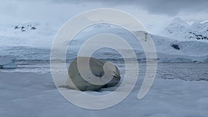 Weddell Seal on the iceberg in Antarctica