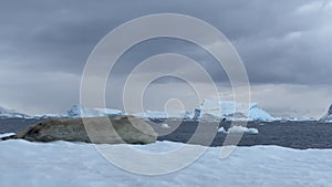 Weddell Seal on the iceberg in Antarctica