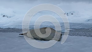 Weddell Seal on the iceberg in Antarctica