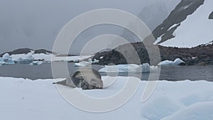 Weddell Seal on the iceberg in Antarctica