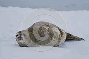 Weddell Seal laying on the ice