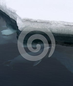 Weddell seal (Leptonychotes weddellii)