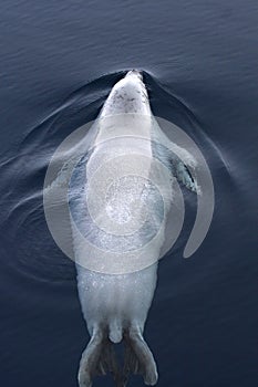Weddell seal (Leptonychotes weddellii)