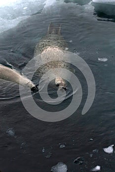 Weddell seal (Leptonychotes weddellii)