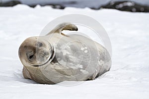 Weddell seal Leptonychotes weddellii, Antarctic Peninsula