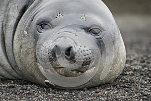 Weddell seal, Leptonychotes weddellii, resting on antarctic beach