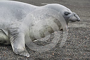 Weddell seal, Leptonychotes weddellii, resting on antarctic beach