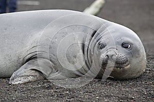 Weddell seal, Leptonychotes weddellii, resting on antarctic beach