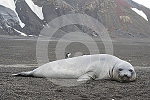 Weddell seal, Leptonychotes weddellii, resting on antarctic beach