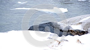 Weddell seal lying in the snow