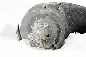Weddell seal lying on the soft snow, Antarctica