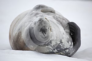 Weddell seal napping, Antarctica