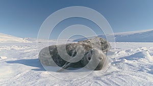 Weddell seal plays in Antarctic snow, close-up cute face bathed in sunlight.