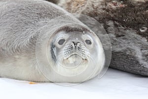 Weddell seal pup in Antarctica