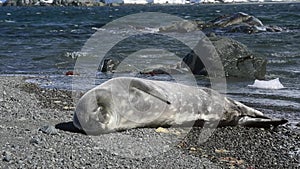Weddell seal pup on the beach