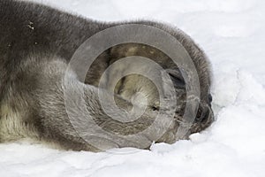 Weddell seal pup lying on snow and holding his paw