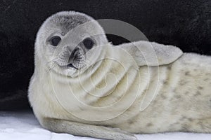 Weddell seal pup near the female on the ice