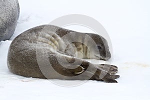 Weddell seal pup who is resting on ice in Antarctica