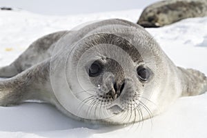 Weddell seal pups on the ice of the Antarctic