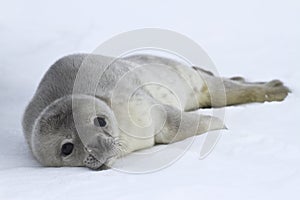 Weddell seal pups which lies on the ice